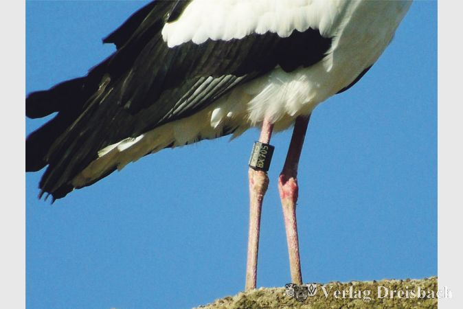 Der Wei&szlig;storch 8X705 wurde im Mai 2013 in Riedstadt (bei Gro&szlig; Gerau) geboren. Er br&uuml;tet seit 2016 im Gewerbegebiet &bdquo;Gerberm&uuml;hle&ldquo; in Wallau. Dort wurde auch das Foto am 20. Februar 2018 gemacht.
(Foto: H. Usinger)
