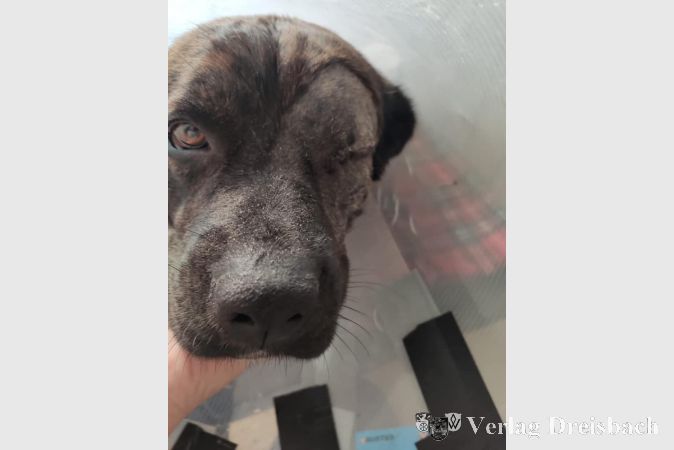 Mickey benötigt dringend eine Augen-OP sowie eine Zahnsanierung.