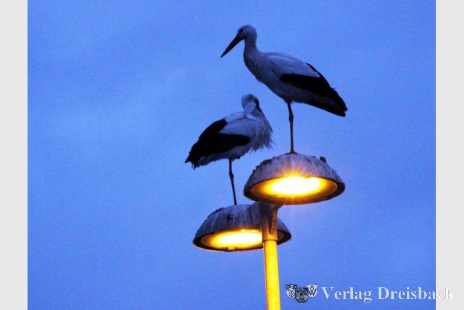 Im Bereich Büttelborn überwinternde Störche holen sich etwas Wärme von den Straßenlaternen
