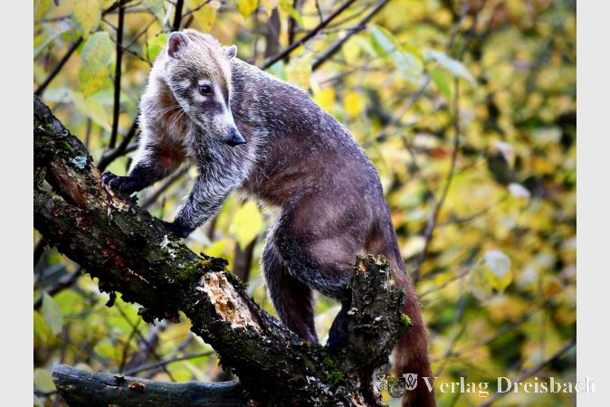 Neuzugang: Ein Weißrüssel-Nasenbärpaar ist nun im Opel-Zoo zu sehen.