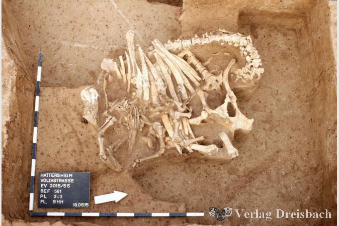 In einer kleinen rechteckigen Grube wurde vor sechs Jahren ein Rinderskelett gefunden, welches grob zerteilt in die Grube gelangte. Möglicherweise verendete das Tier an einer Krankheit und wurde auf dem Acker „entsorgt“. Da sich keine Schnittspuren an den Knochen fanden, dürfte eine Verwertung des Fleisches ausgeschlossen werden.