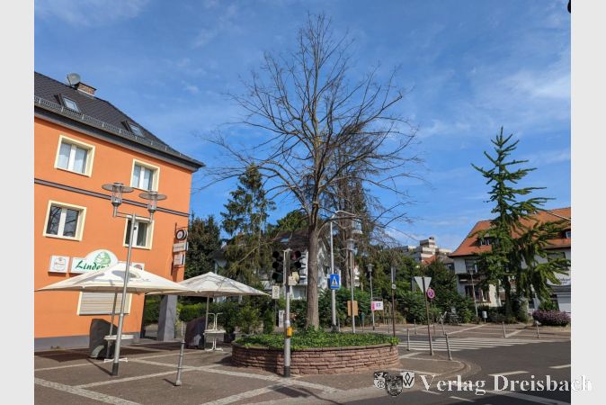 Alle Bemühungen halfen nichts mehr: Die Linde am Lindenplatz ist tot. Sie wird im Winter durch einen neuen Baum ersetzt. Auch das Hochbeet, das sich für den Wurzeltrieb als zu einengend erwiesen hat, wird einem neuen, flachen Beet mit Zaun weichen.