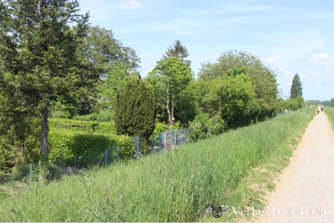 Noch weiß die Stadt nicht, welche Breite der aufgepeppte Maindamm aufweisen muss und wie tief das Bauwerk in die dahinter liegenden Gärten hineinwachsen wird.