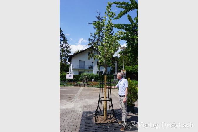 Der Erste Beigeordnete Franz Jirasek begutachtete die zweite neue Linde.