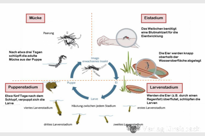Lebenszyklus der Asiatischen Tigermücke (Aedes albopictus) (angepasst nach: I. Schleip, Biogents©).