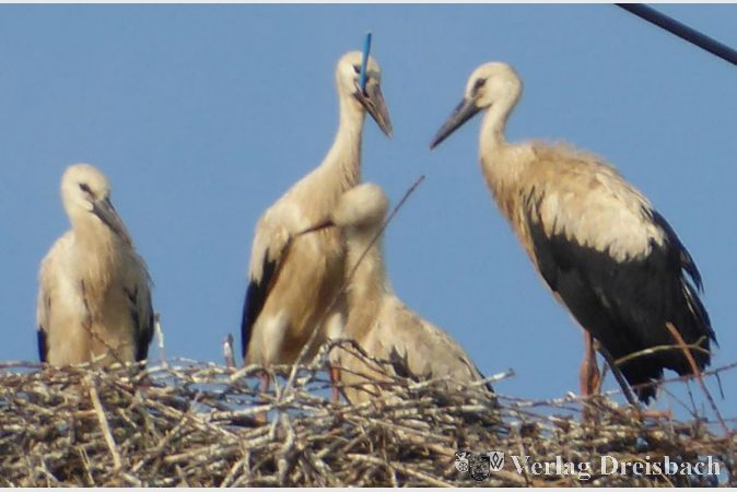 Einen blauen Plastikstab schien sich ein Jungstorch im Schnabel eingefangen zu haben, eine lebensbedrohliche Situation.
