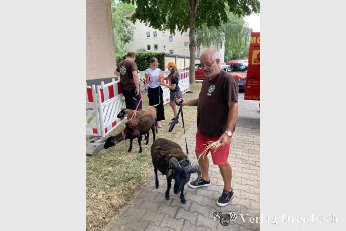 Die Bretonischen Zwergschafe Hans, Lisa und Melli bei einem kleinen Spaziergang.