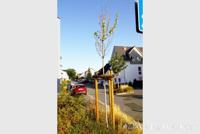 Der nahezu komplett vertrocknete Baum an der Ecke Keltenstraße/Frankfurter Straße.