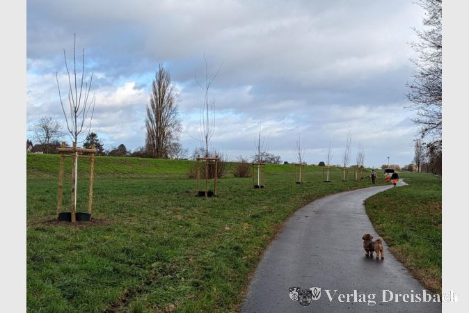 Die neu gepflanzten Bäume entlang des Mainufers verwandeln die Landschaft in eine Allee und bieten Erholungssuchenden im Sommer angenehme Schattenplätze.
