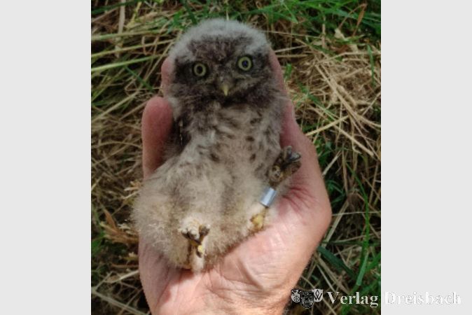 Ein im vergangenen Juni frisch beringter Steinkauz.