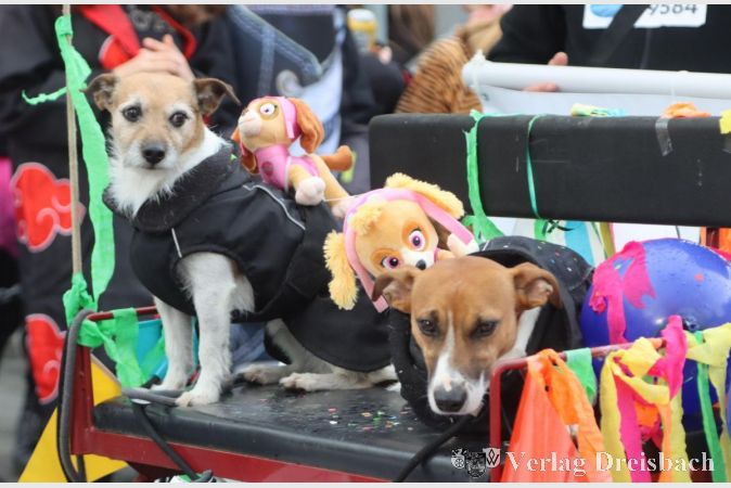 Die vermutlich einzigen Tiere, die am Umzug mehr oder weniger freiwillig teilnahmen waren diese beiden Hündchen auf dem Wagen der Reitschule Eddersheim.