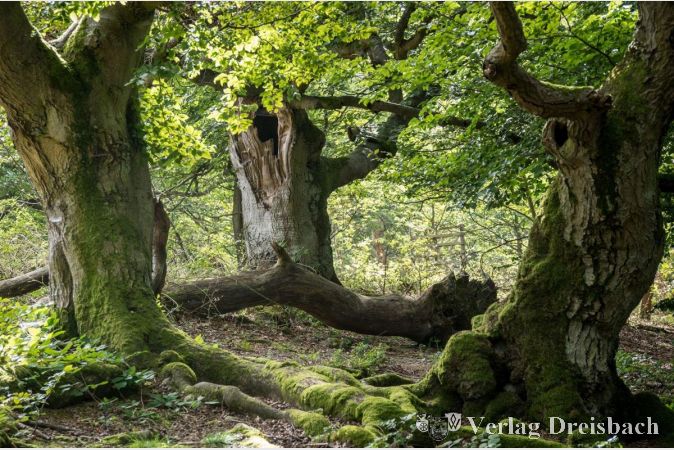 Der Fotokreis Schwalbach zeigt Bilder zum Thema "Natur".