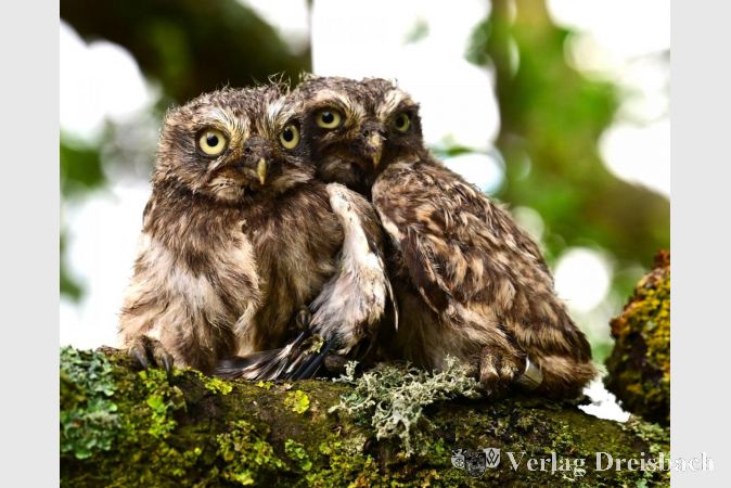 Ein Steinkauzpärchen.