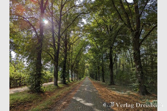 Der Wasserwerkswald in Hattersheim. Bürgermeister Klaus Schindling betonte im Ausschuss UBV, dass es für Bäume im öffentlichen Raum keine Notwendigkeit für eine Baumschutzsatzung gebe. Dort habe man es als Stadt selbst in der Hand, und es werden nur absolut notwendige Fällungen durchgeführt.