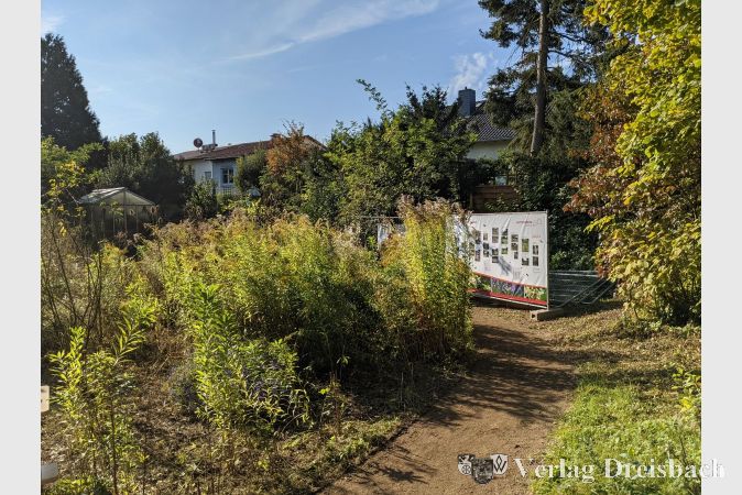 Im Okrifteler Wildbienengarten findet am 14. September wieder der "Wildbienen-Gartentag" statt.