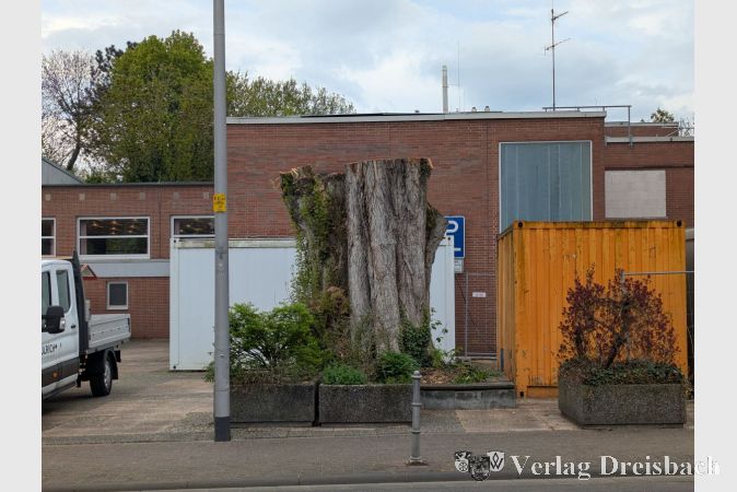 Die Pappel vor den Schwarzbachhallen wurde zunächst bis auf einen Stumpf zurückgeschnitten.