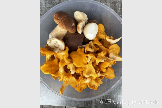 Am 24. September dreht sich alles rund um das Sammeln von Waldpilzen.