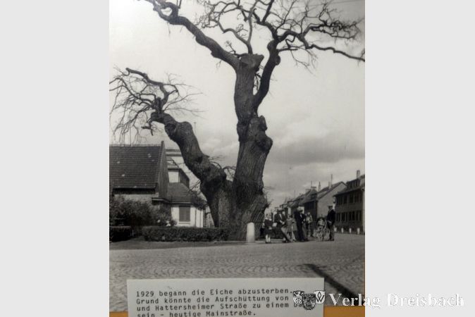 Zeitzeugnis: Die absterbende „tausendjährige Eiche“ im Jahre 1929. Bis zu diesem Zeitpunkt prägte der etwa 500 Jahre alt gewordene Eichbaum den Eingang zum alten Ortskern am heutigen Dalles.