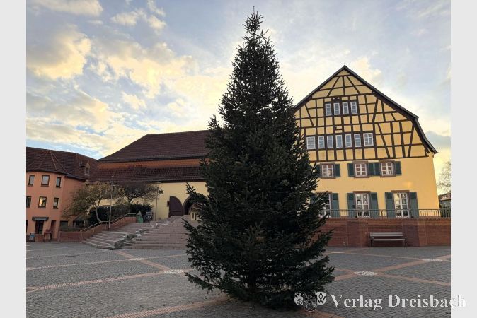Der neue Weihnachtsbaum auf em Marktplatz.